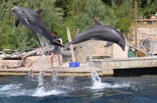 Delfinarien sollen geschlossen werden