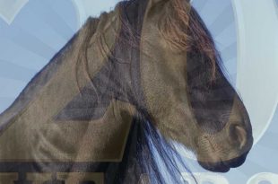 1996-2016: 20 Jahre HorseDream